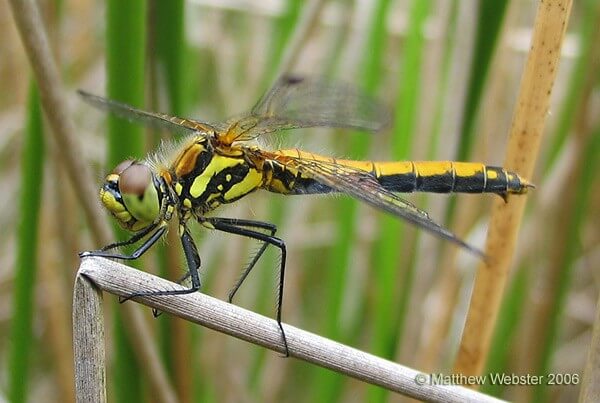 Female Black Darter Photo